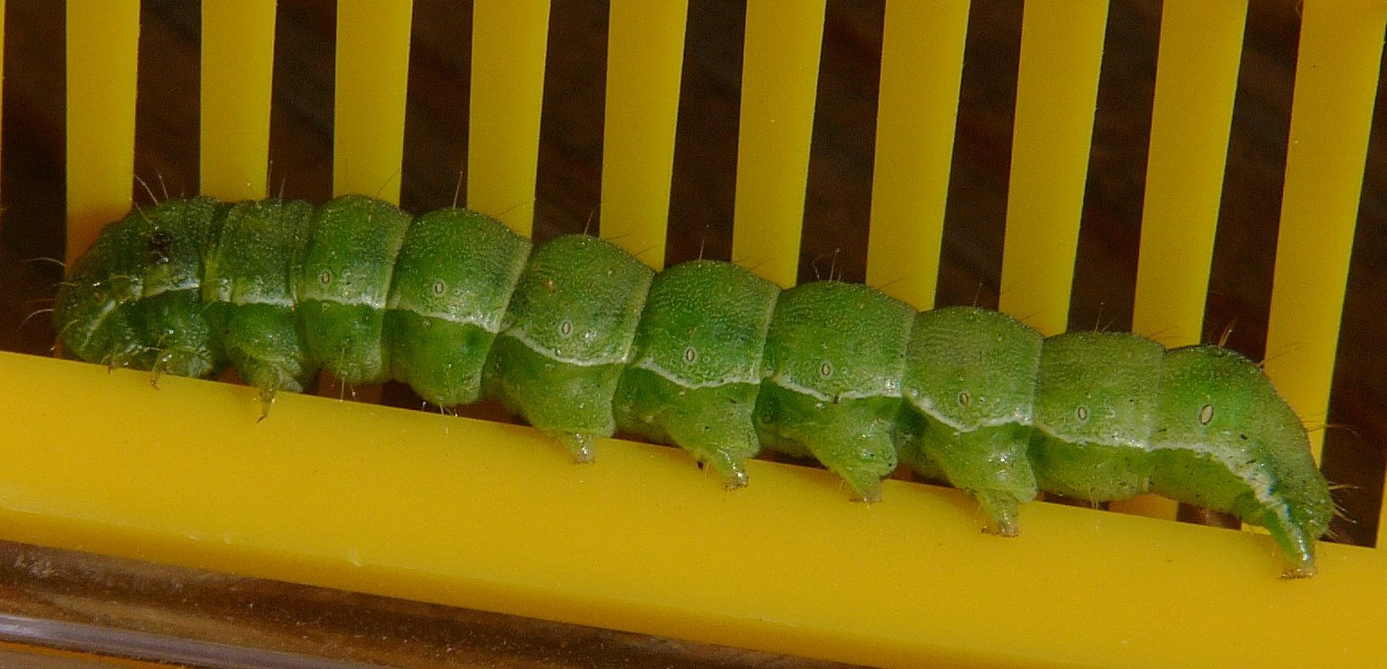 bruco di spodoptera exigua?